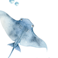 Watercolor illustration of a blue-gray stingray swimming underwater with bubbles and coral on a white background.