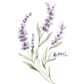 Watercolor illustration of lavender stems with purple flowers and green leaves on a plain white background.