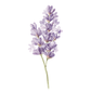 A watercolor-style illustration of a single lavender flower stem with clustered purple blossoms on a plain white background.