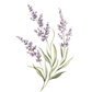 Watercolor illustration of lavender sprigs with green leaves on a plain white background.