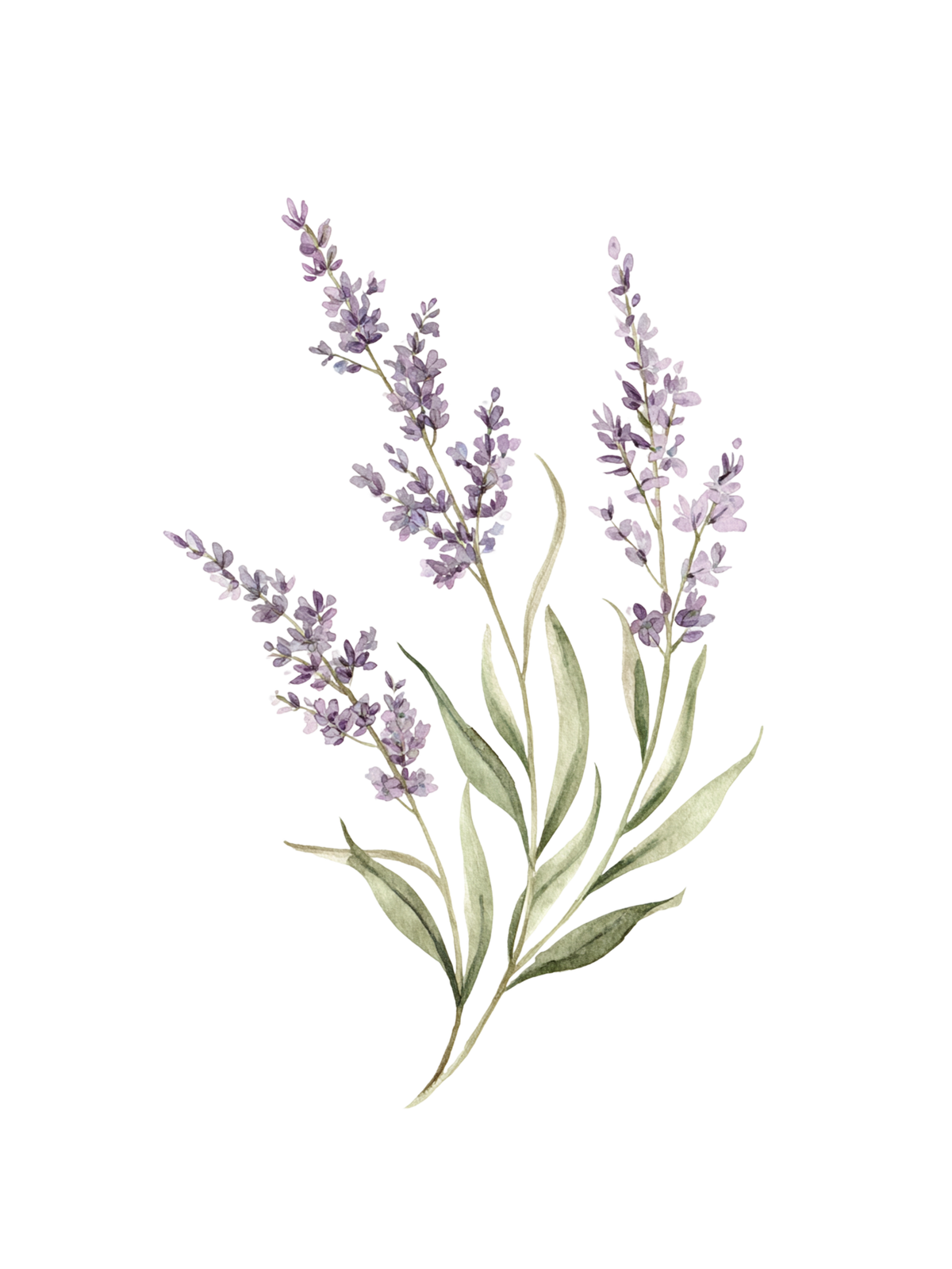 Lavender flower wall art with sage leaves. 