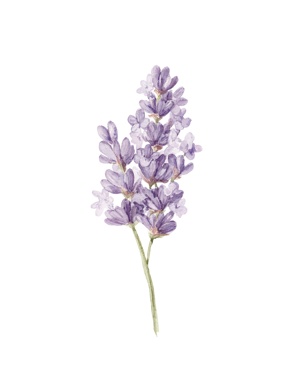 Lavender flower wall art with purple blooms.