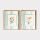 Two framed botanical prints with striped backgrounds on a white wall.