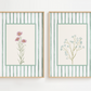 Two framed botanical prints with striped backgrounds on a white wall.