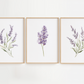 Three framed botanical prints of lavender flowers in soft purple and green tones, arranged side by side on a white wall.